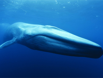 The Blue Whale Story Thumbnail Image